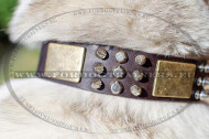 West Siberian Laika collar with
spikes and plates Plated leather collar for Laika