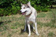 Spiked Collar for West
Siberian Laika