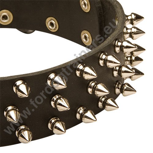 Spike Dog
Collar