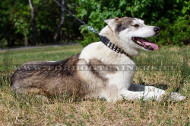 Decorated Leather Collar for Laika