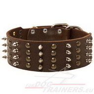 Brown Large Dog
Collar