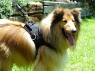 Collie harnais en nylon chien polyvalent H6