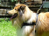 Collie Hundegeschirr aus leder H5