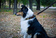 Collie Wide Collar with Brass Vintage Plates