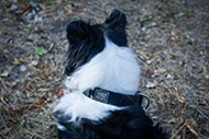 Leather Dog Accessory with Vintage Plates for Collie