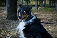 Wide Leather Dog Collar for Collie