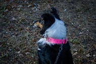 Pink
Leather Collar