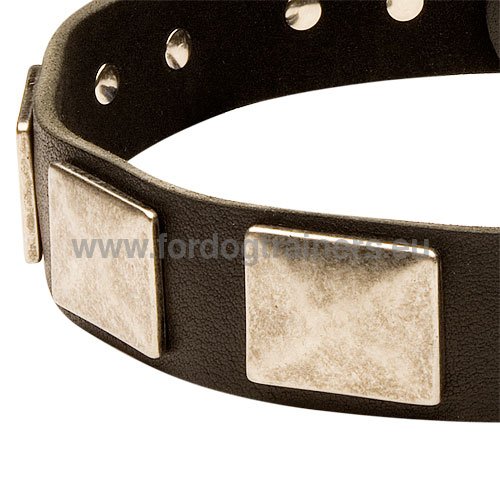 Creative dog collar leather with metal plates