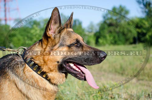 Collar for German Shepherd made of genuine leather top class
