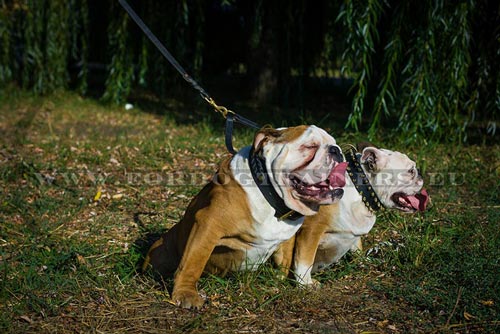 Collier clout pour bulldog