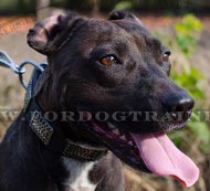 New-age style decorated collar
for Pitbull