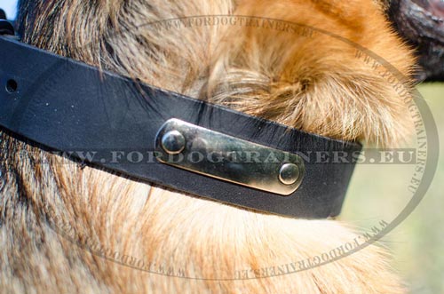 ID tag of the leather collar - closer view