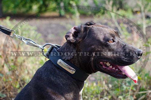 Strong Collar with Engraving Plate for Pitbull