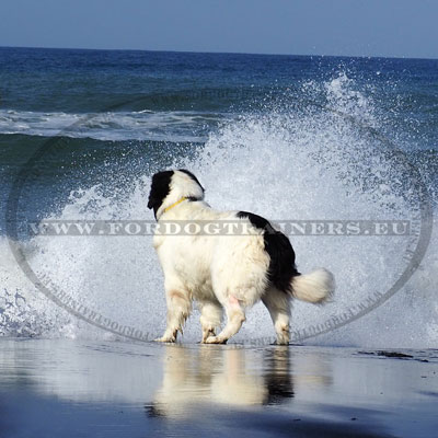 Chien landseer prix du collier