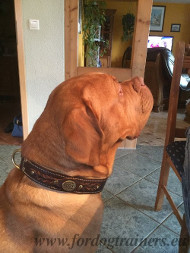 Collar with Ornamenting Braid for Dogue de Bordeaux [C43##1057 Collare originale in cuoio per Dogue de Bordeaux]