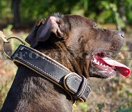 Stylish collar with nappa padding for Pitbull