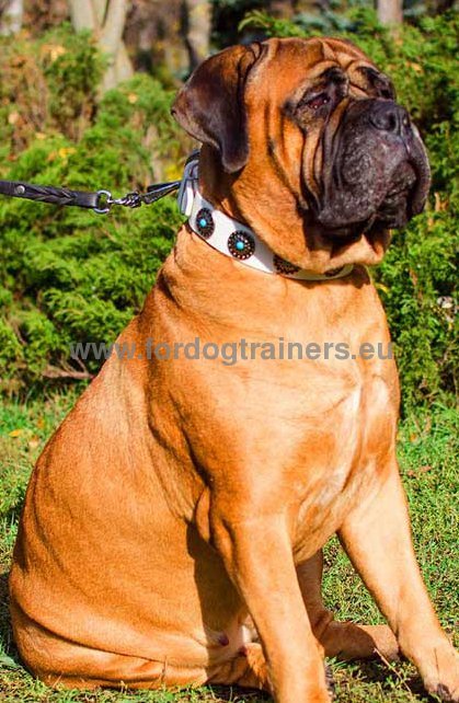 Collier en cuir trs beau pour
Mastiff