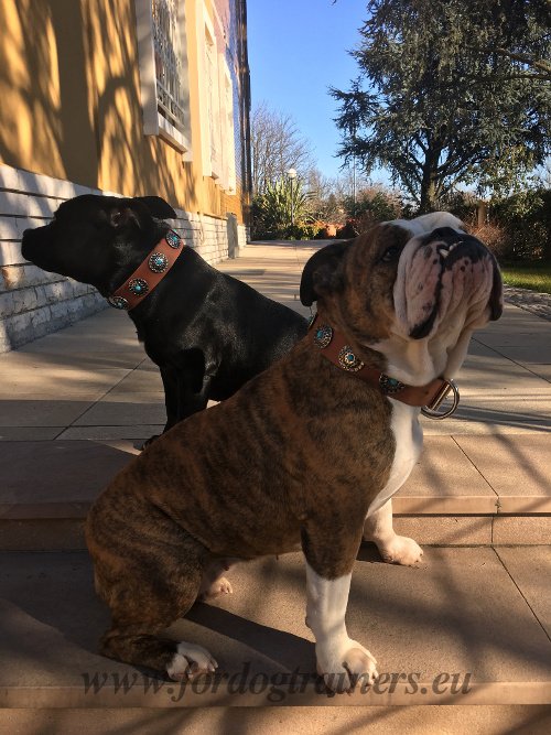 Bulldog Anglais collier de chien en cuir avec pierres bleues [C751057