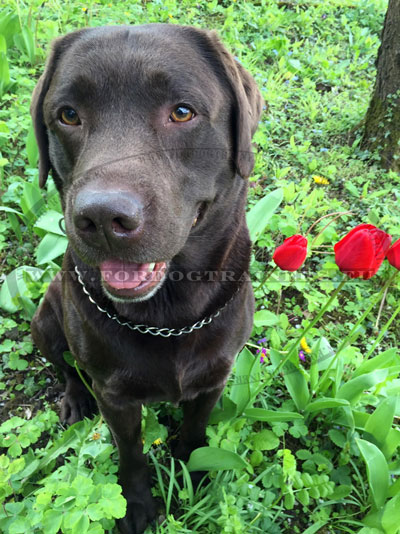 Collier pour labrador chocolat HS