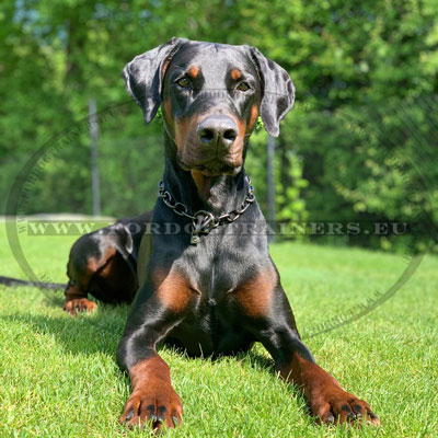 Collier en chane pour chien de luxe doberman