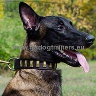 Collar with Embossed Plates for Malinois