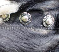 Hundehasband Nylon mit Silber-Schmuck!