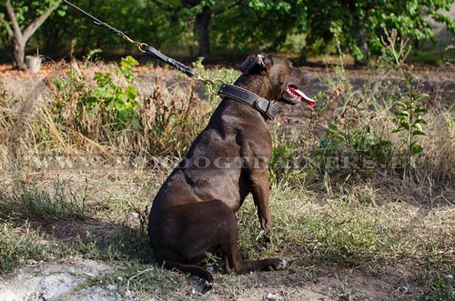 Collier super beau et fort pour Pitbull