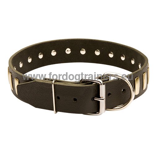 Solid Leather Collar with Brass Plates for
Pitbull