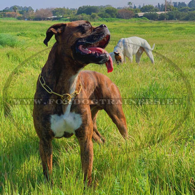 Collier a chaine pour chien boxer coulissant