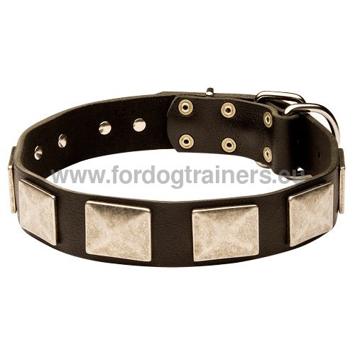 Super style dog collar for walks with German Shepherd