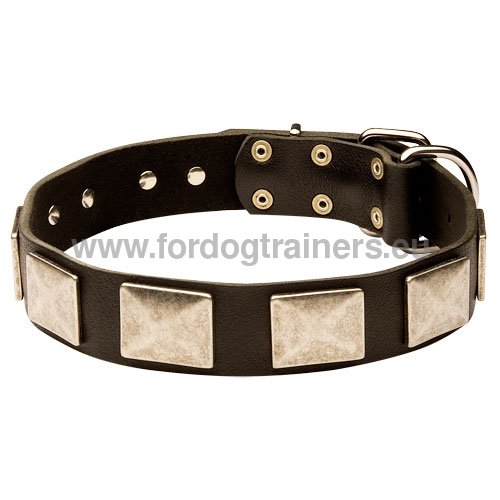 Collier de promenade ultra mode pour chien de Berger