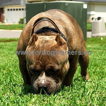 Collier pour Pitbull Poigne Pratique