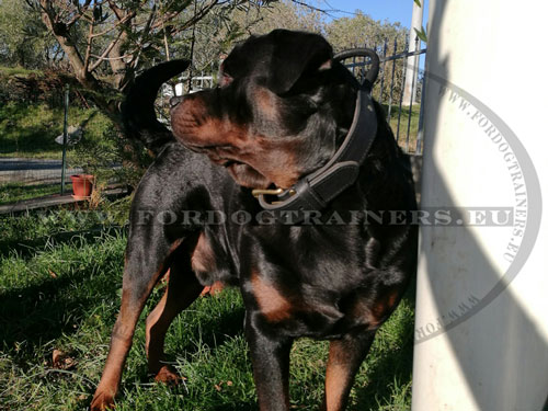 Collier cuir avec poigne pour chien d'utilit