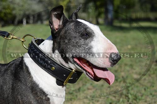 Collier en cuir de premier choix pour Bull Terrier