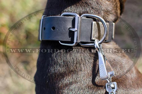 Buckle collar for Pit Bull with rust-resistant fittings