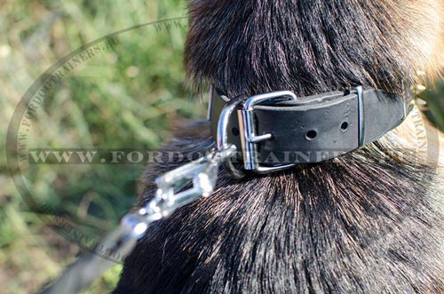 German Shepherd leather collar with reliable furniture