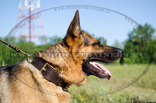 Resistant spiked leather dog collar of thick leather