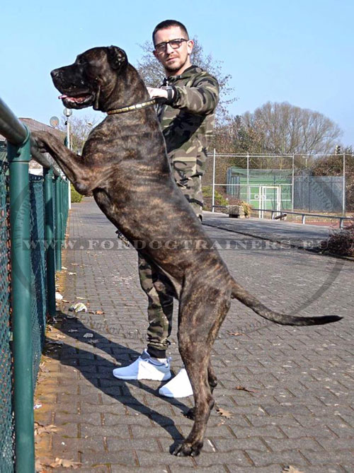 Collier en cuir plaqué pour grand chien