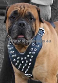 Leather harness decorated with spikes for
Mastiff