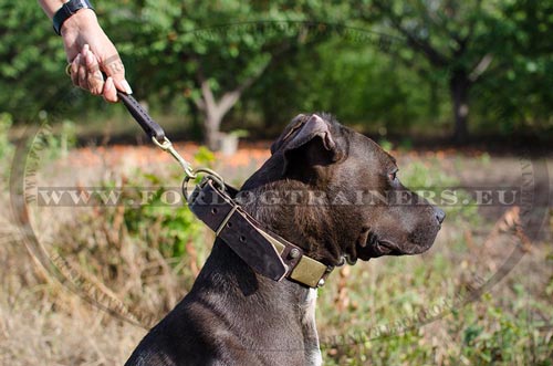 Handcrafted leather collar with plates for Pit bull