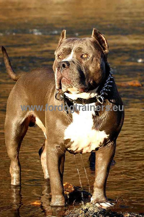 Collier multi fonctions pour Pitbull