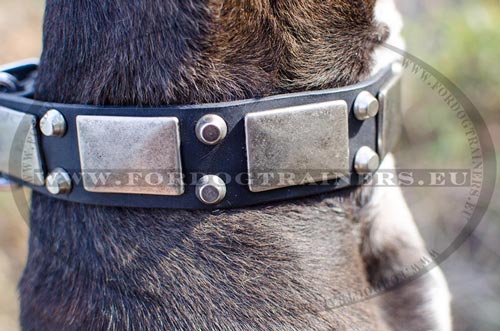 Original design dog collar for Pitbull with metal plates