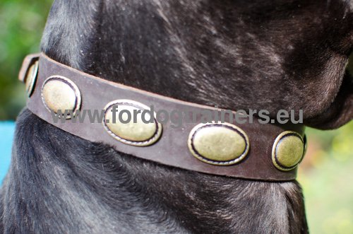 Exclusive oval decorations of the leather dog collar