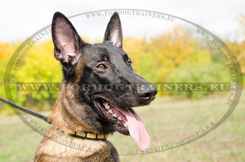 Collier designer pour Malinois