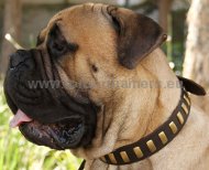 Bullmastiff Hundehalsband aus Leder mit Messingplatten