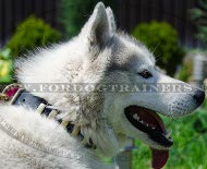 Collare in pelle con borchie decorative per Husky