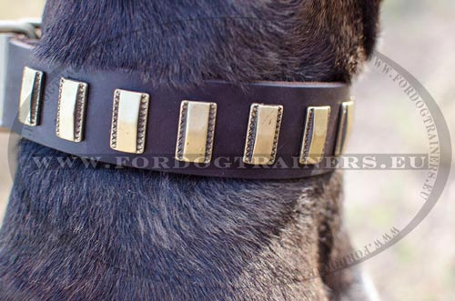 Collier trendy Haute Gamme pour Pitbull