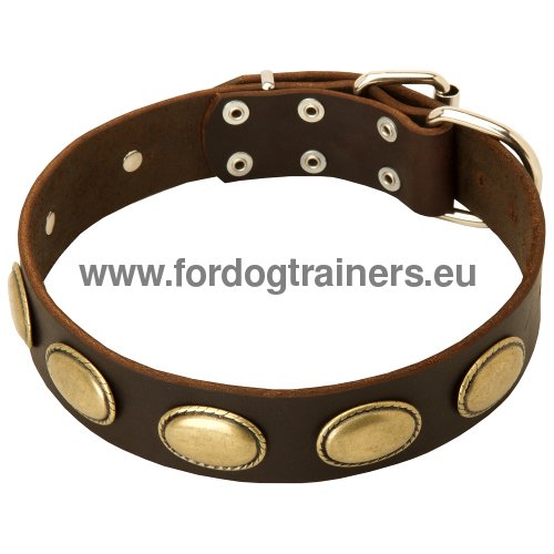 Decorated Dog Collar chic for Great Dane