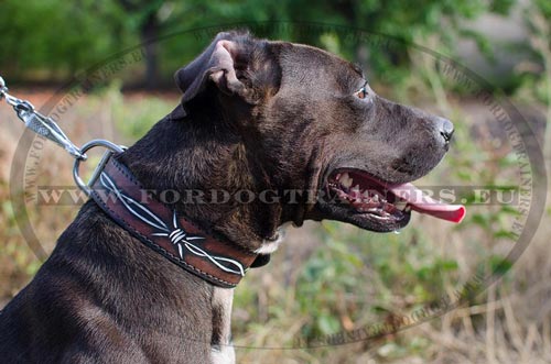 Stylish Leather Collar for
Pitbull