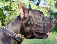 Nappa Padded Leather Dog Collar for Great Dane ⚜
